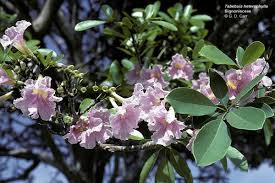 Image result for Tabebuia heterophylla