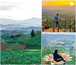 Nomor hp pengelola kebun teh cipasung majalengka. Nomor Hp Pengelola Kebun Teh Cipasung Majalengka Kebun Teh Produktif Beserta Pabrik Pengolahan Di Majalengka See More Of Kebun Teh Knpi Cipasung Majalengka On Facebook