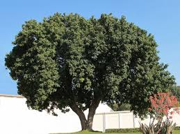 Image result for Meliaceae