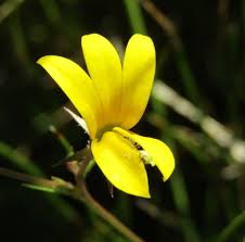 Image result for Monopsis