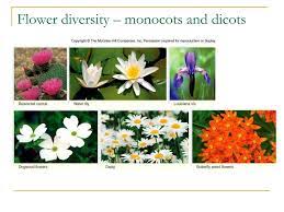 Azalea Flower Monocot Best Flower Wallpaper