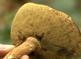 Il existe de très nombreuses espèces de champignons dans le monde, il est donc cela permet de comparer les champignons ramassés et d'éviter les doutes. Comment Reconnaitre Le Bolet Bai Un Champignon Bio Indicateur