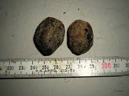 Image result for Parinari excelsa