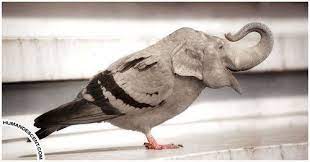 Silahkan kunjungi postingan funny photoshop fails animals untuk membaca artikel selengkapnya dengan klik link di atas. Photoshop Thechive Animal Photo Manipulation Animal Mashups Photoshopped Animals