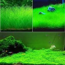 Aquatic Water Grass Aquarium Fish Tank Plant Seeds Green Lawn Leaf Aquarium Grass Planted Aquarium Water Grass