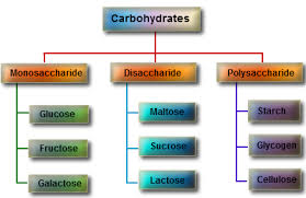 Carbohydrates And Structure Thebiochemeffect
