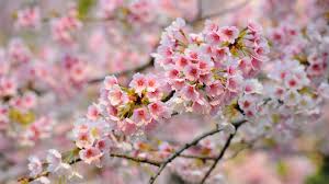 красивые картинки на рабочий стол компьютера на весь экран сакура Oboi Na Rabochij Stol Sakura V Cvetu Sborka