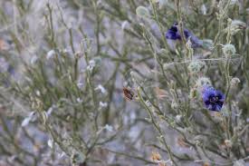 Image result for Anticharis senegalensis