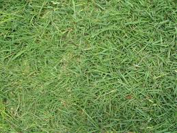 Image result for Agrostis