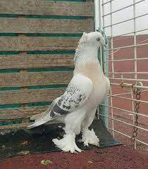 pin by carlos on guvercin pidgeon pigeon breeds weird birds pigeon bird