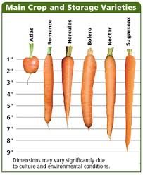 Carrot Season Extension How To Expand Your Carrot Harvest