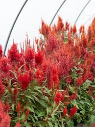 Image result for Celosia nervosa