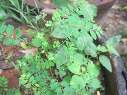 Image result for Phyllanthus tenellus