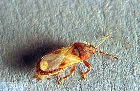 Pest management is one of the signature research areas of the department of entomology. Turfgrass Chinch Bug Pacific Northwest Pest Management Handbooks