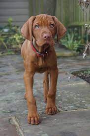 Pin On Puppy Porn