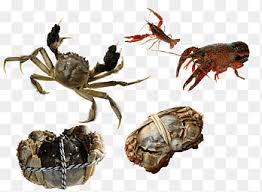 We did not find results for: River Crab Png Images Pngegg