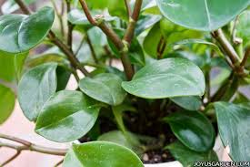 This plant does best with bright light and. Peperomia Obtusifolia How To Grow The Easy Care Baby Rubber Plant