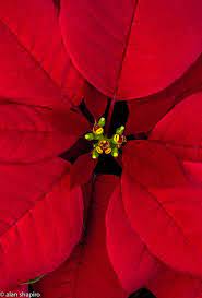 Untitled Jpg Poinsettia Plant Poisonous Plants Christmas Poinsettia