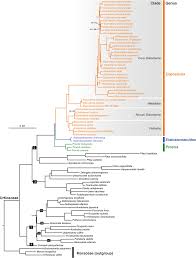 Image result for Elatostema welwitschii