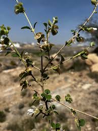 Image result for Leucas glabrata