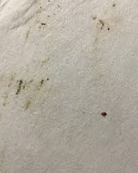 Image result for bed bugs droppings