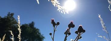 2021 08:30 mdr mdr garten sa 05.06. Vorschau Das Sehen Sie Am 11 Juli Im Mdr Garten Im Mdr Fernsehen Mdr De