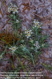 Image result for Helichrysopsis