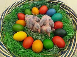 Zwischen rosenmontag und fronleichnam in den jahren 2016 / 2017 / 2018 Ostern 2018 Verband Deutscher Rassetaubenzuchter E V