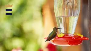 Receive the latest home & garden tips by entering your email below: How To Make Hummingbird Nectar Chicago Tribune