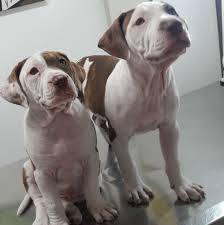 We did not find results for: Canil Lesueur Canine And Feline Babies Xvii Pages Directory