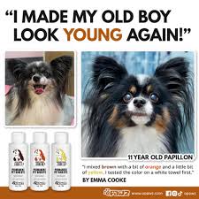 🌟 Witness the transformation as a blend of Loyal Brown, Ardent Orange, and  a hint of Glorious Yellow turns back the clock, giving this 11-year-old  Papillon a vibrant, youthful glow. 🐾✨ OPAWZ