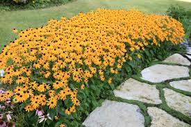 Image result for Julbernardia seretii