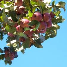 Consider your garden's microclimates, whether warmer or colder than the average within your hardiness zone, sun exposure, space available and soil type. What Are The Best Fruit Trees For Zone 9 Hunker Fruit Trees Backyard Growing Fruit Trees Fruit Trees