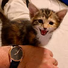 How My Parmigiani Fleurier Tonda 1950 Went Bad, and What It Took To Get It  Back