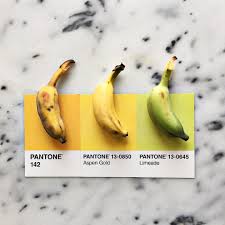 baby bananas pantoneposts by lucialitman pantone pantone