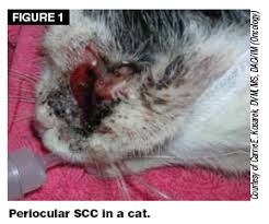 Clinical signs vary depending on tumor location. Squamous Cell Carcinoma Vetfolio