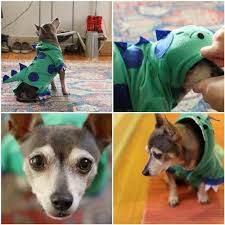 Dog dinosaur costume, low prices, free shipping & 24/7 help, shop now! Pets Diy Dog Dinosaur Costume Really Awesome Costumes Dog Dinosaur Costume Diy Dog Costumes Dog Halloween Costumes