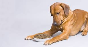 We're pet food express and we help california pets and. Truth Lies Exposed Watch The Full Documentary Pet Food A Dog S Breakfast Dr Basko Holistic Veterinarian