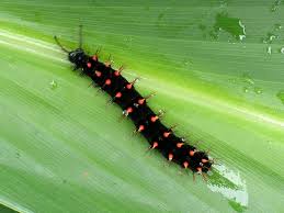Black And Red Spiky Caterpillar Malachite Caterpillar Siproeta Stelenes Biplagiata Caterpillar Pictures Of Insects Malachite