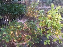 Make sure you read about using sprinklers to. How To Keep Your Plants Warm In Freezing Temperatures