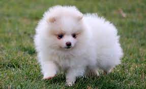 Cute White Pomeranian Puppies For Sale Price White Pomeranian Puppies Pomeranian Puppy Pomeranian Puppy For Sale