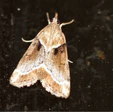 Image result for Otiophora