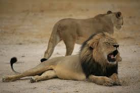 Majestic animals lions animal planet big cats large cats cute animals animals feline pet birds. American Hunter Killed Cecil Beloved Lion Who Was Lured Out Of His Sanctuary The New York Times