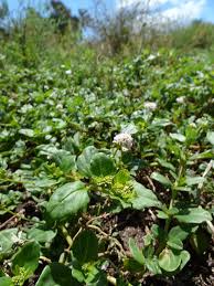 Image result for Boerhavia repens