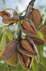 We did not find results for: All In One Almond Tree Ison S Nursery Vineyard