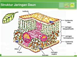 Helai daun pada prinsipnya merupakan organ fotosintesis. Struktur Jaringan Daun Pengertian Ciri Variasi Bagian