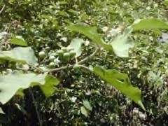 Image result for Solanum torvum