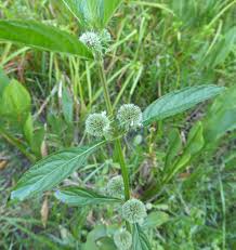 Image result for Hyptis lanceolata