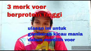 We did not find results for: Mengulas 3 Merk Voer Protein Tinggi Untuk Murai Batu Youtube