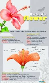 Start studying female parts of a plant. The Best Parts Of Gumamela Flower With Label And Functions And View Parts Of A Flower Flower Science Biology Plants